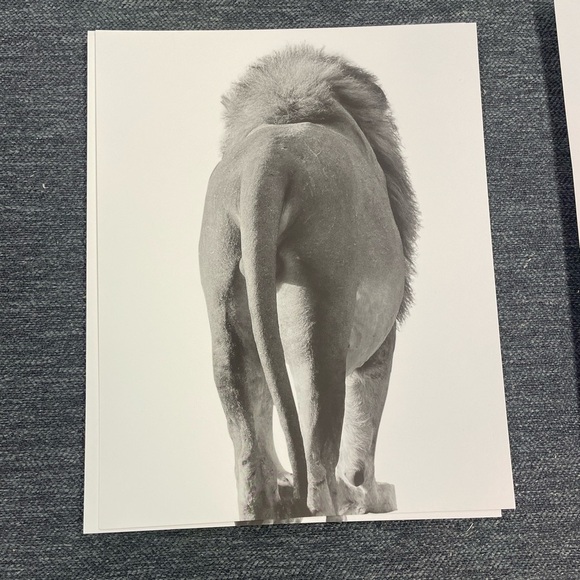 Black and White Animal Poster Set - Picture 4 of 8